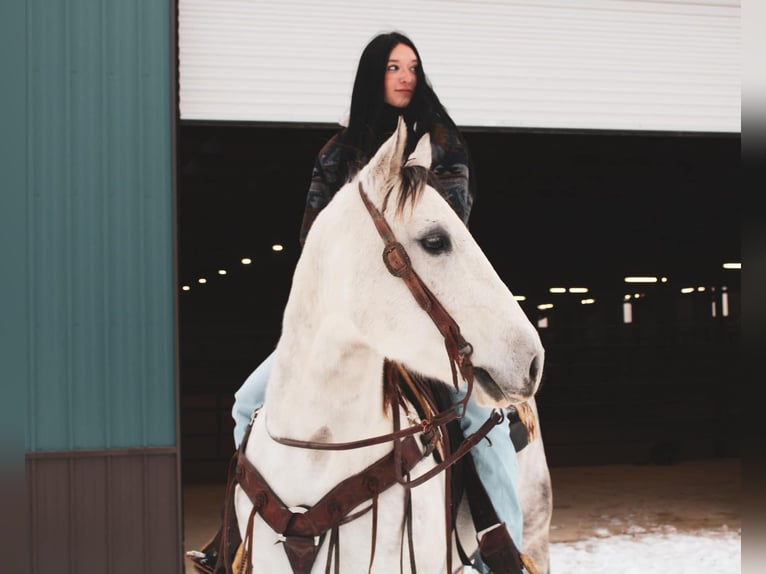 American Quarter Horse Wałach 6 lat 152 cm Siwa in fulton MO