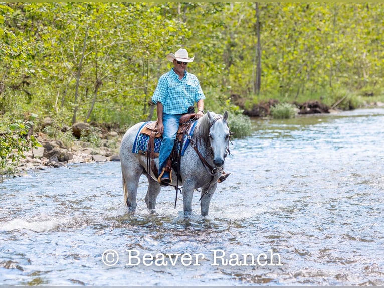 American Quarter Horse Wałach 6 lat 152 cm Siwa in Mountain Grove MO