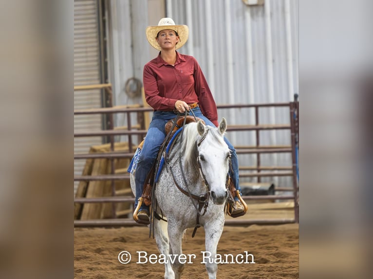 American Quarter Horse Wałach 6 lat 152 cm Siwa in Mountain Grove MO