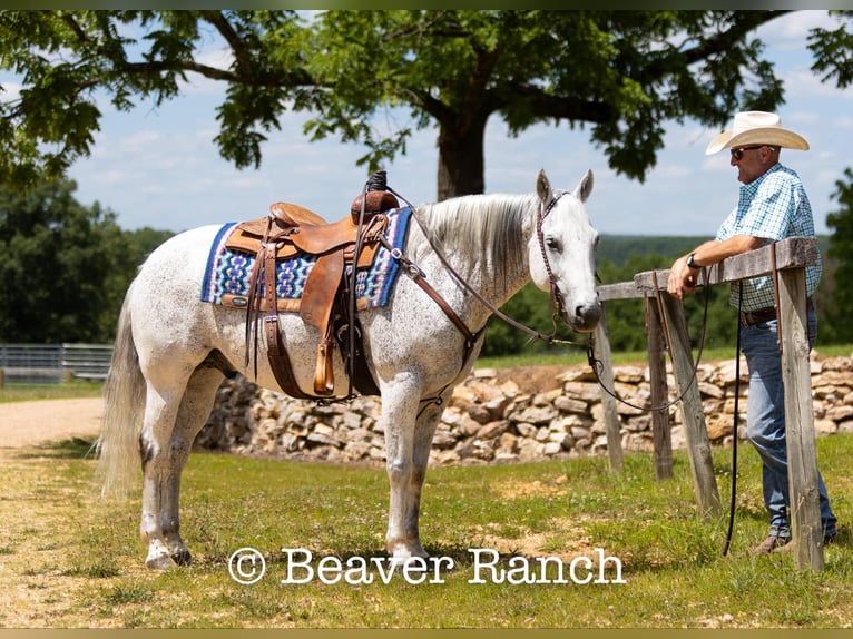 American Quarter Horse Wałach 6 lat 152 cm Siwa in Mountain Grove MO