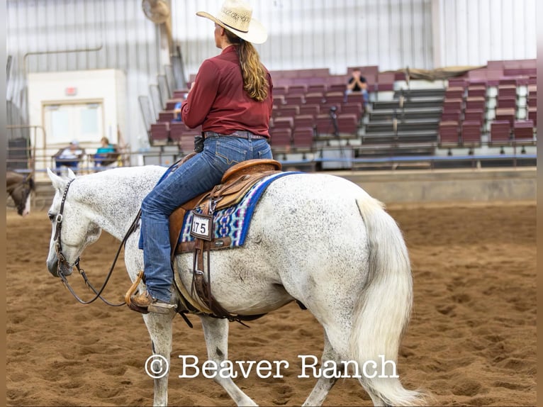 American Quarter Horse Wałach 6 lat 152 cm Siwa in Mountain Grove MO