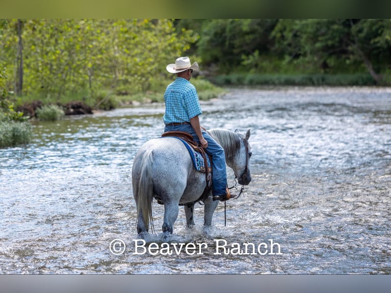 American Quarter Horse Wałach 6 lat 152 cm Siwa in Mountain Grove MO