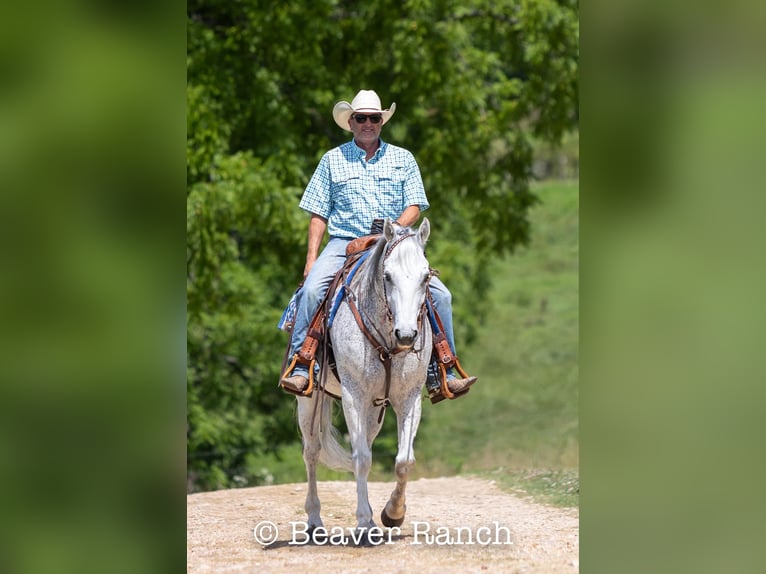 American Quarter Horse Wałach 6 lat 152 cm Siwa in Mountain Grove MO