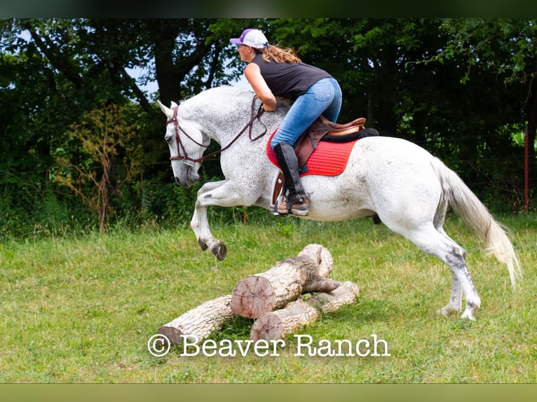 American Quarter Horse Wałach 6 lat 152 cm Siwa in Mountain Grove MO