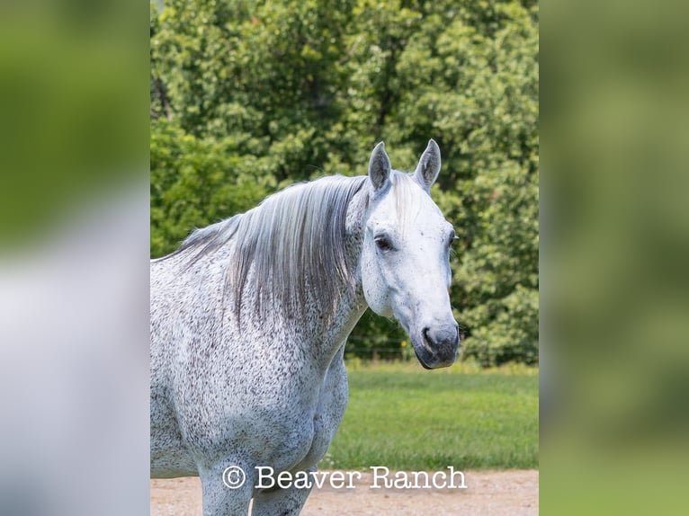 American Quarter Horse Wałach 6 lat 152 cm Siwa in Mountain Grove MO