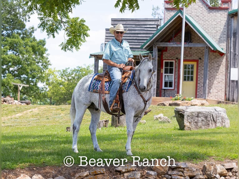 American Quarter Horse Wałach 6 lat 152 cm Siwa in Mountain Grove MO