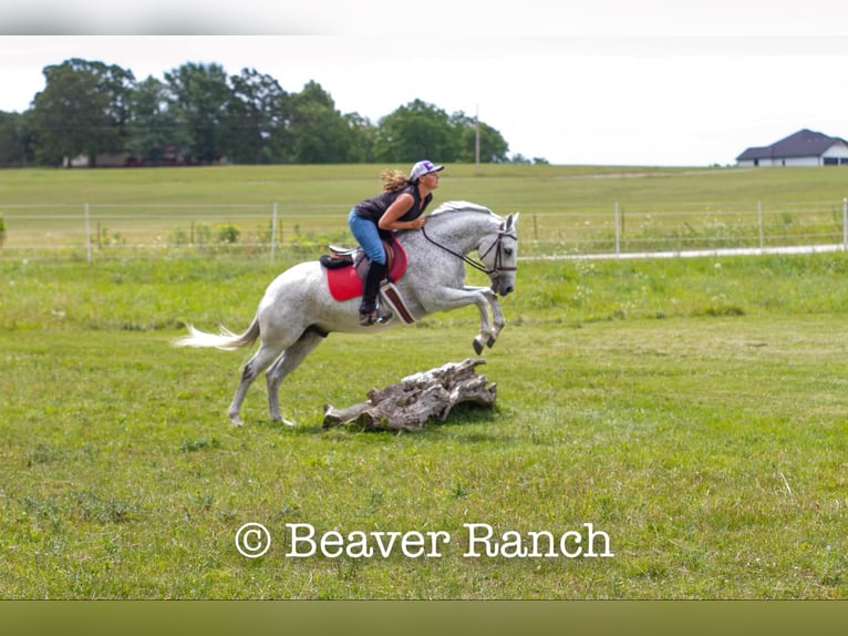 American Quarter Horse Wałach 6 lat 152 cm Siwa in Mountain Grove MO