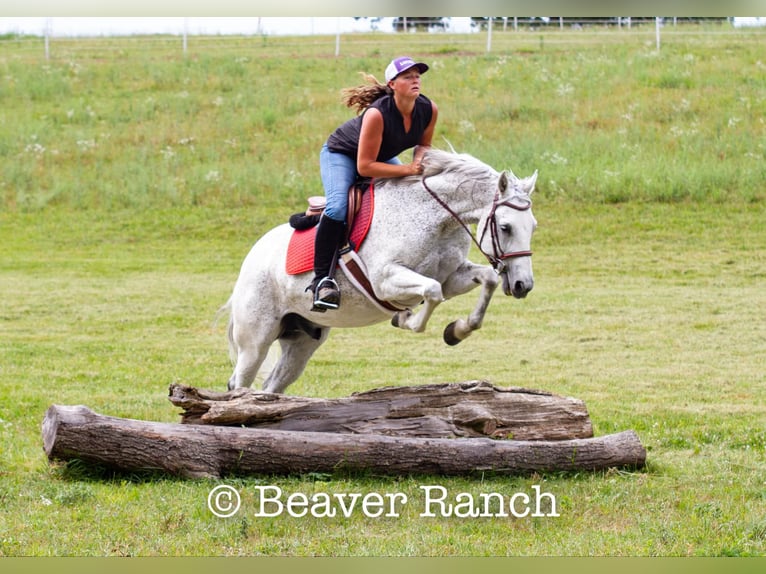 American Quarter Horse Wałach 6 lat 152 cm Siwa in Mountain Grove MO