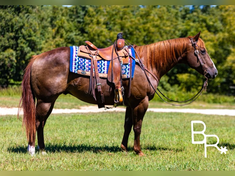 American Quarter Horse Wałach 6 lat 155 cm Ciemnokasztanowata in Mountain Grove MO