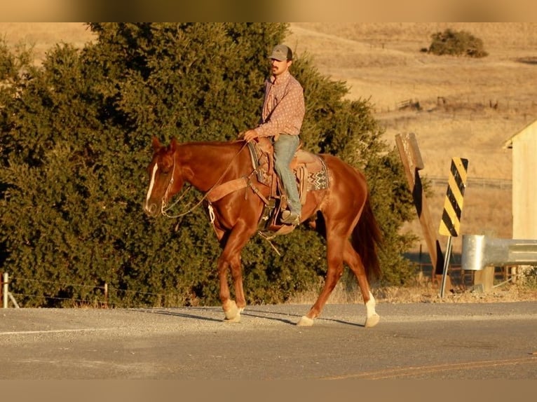 American Quarter Horse Wałach 6 lat 155 cm Ciemnokasztanowata in Paicines CA