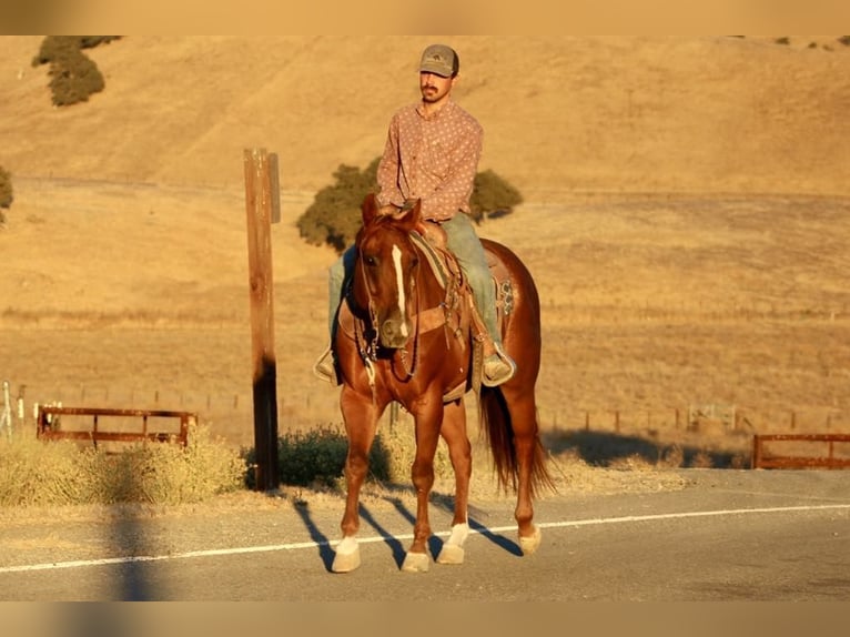 American Quarter Horse Wałach 6 lat 155 cm Ciemnokasztanowata in Paicines CA