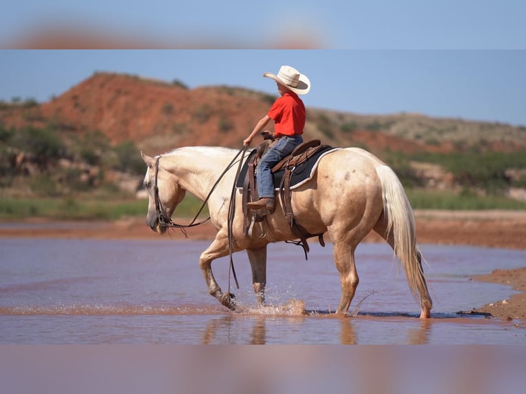 American Quarter Horse Wałach 6 lat 155 cm Izabelowata in Waco