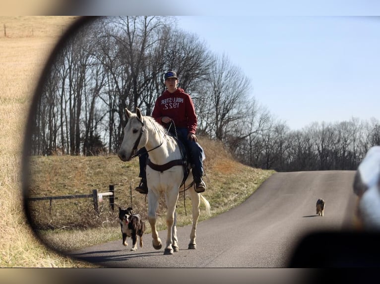 American Quarter Horse Wałach 6 lat 155 cm Izabelowata in Tompkinsville Ky