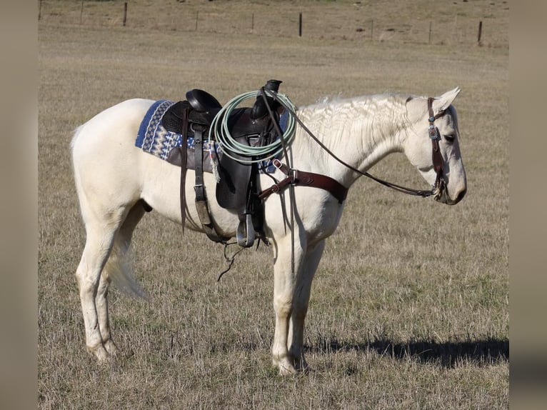 American Quarter Horse Wałach 6 lat 155 cm Izabelowata in Tompkinsville Ky