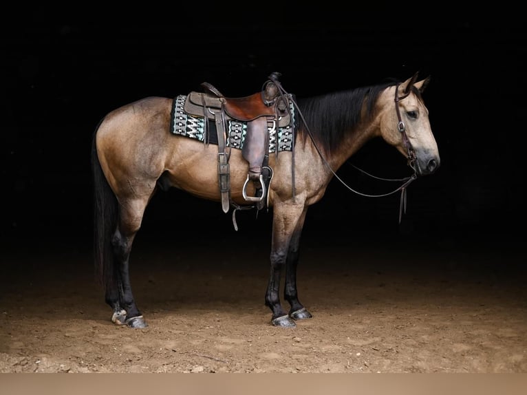 American Quarter Horse Wałach 6 lat 155 cm Jelenia in Dalton, OH