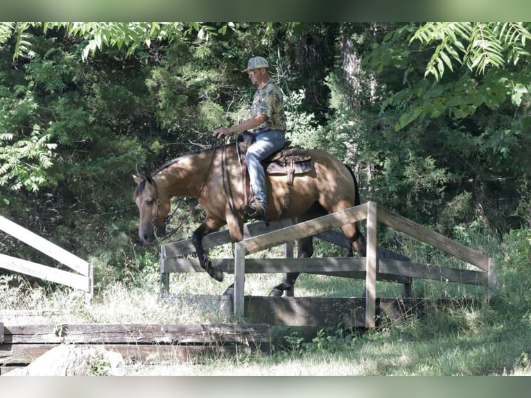 American Quarter Horse Wałach 6 lat 155 cm Jelenia in Purdy, MO