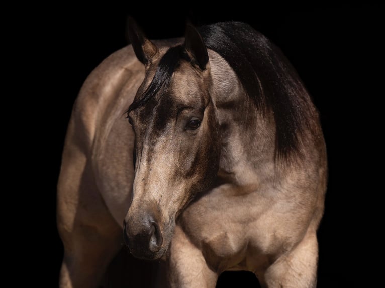 American Quarter Horse Wałach 6 lat 155 cm Jelenia in Canyon, TX