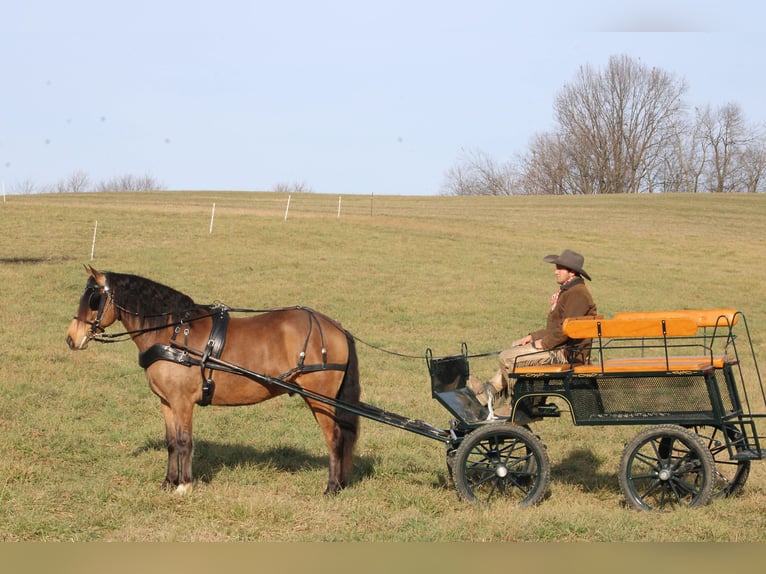 American Quarter Horse Mix Wałach 6 lat 155 cm Jelenia in Baltic