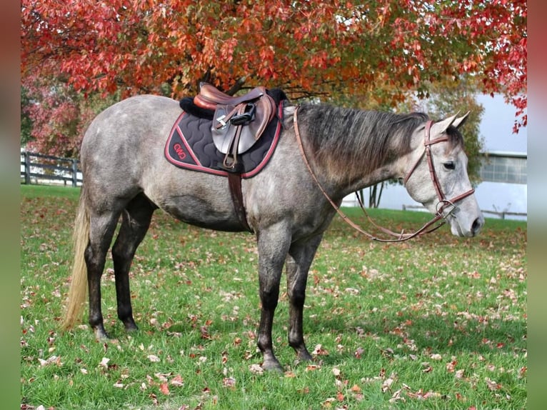 American Quarter Horse Mix Wałach 6 lat 155 cm Siwa in Allentown, NJ