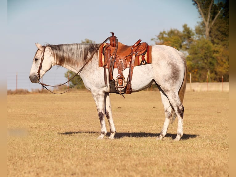 American Quarter Horse Wałach 6 lat 155 cm Siwa in Grand Saline