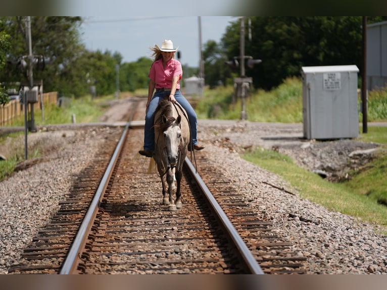 American Quarter Horse Wałach 6 lat 155 cm Siwa in Kaufman, TX