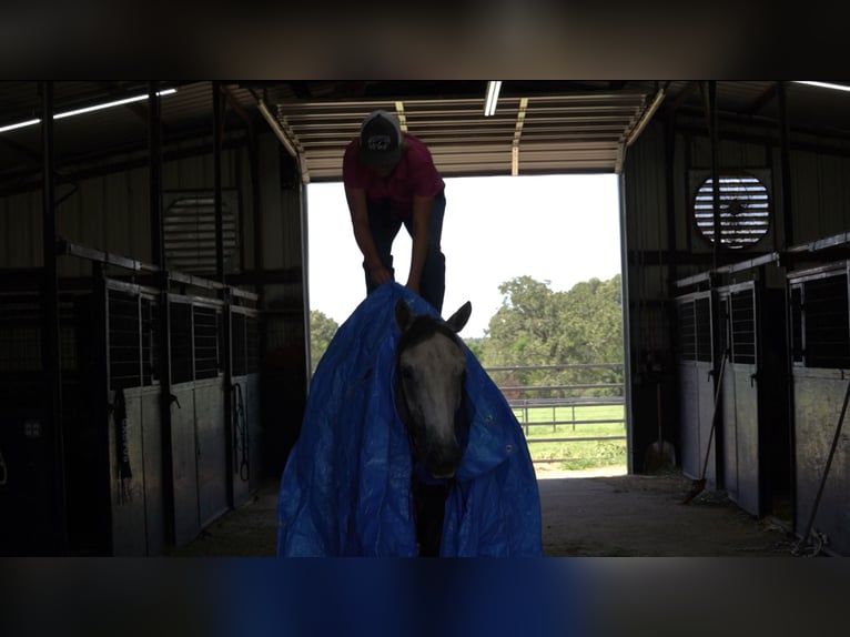 American Quarter Horse Wałach 6 lat 155 cm Siwa in Kaufman, TX