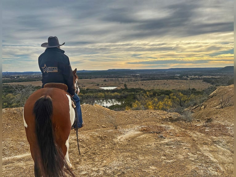 American Quarter Horse Wałach 6 lat 155 cm Tobiano wszelkich maści in Jacksboro TX