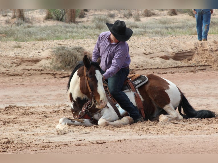 American Quarter Horse Wałach 6 lat 155 cm Tobiano wszelkich maści in Vernon TX