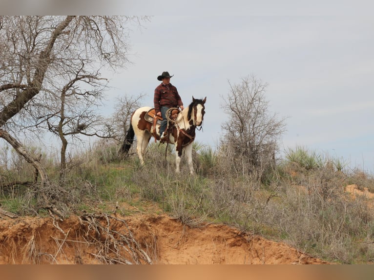 American Quarter Horse Wałach 6 lat 155 cm Tobiano wszelkich maści in Vernon TX