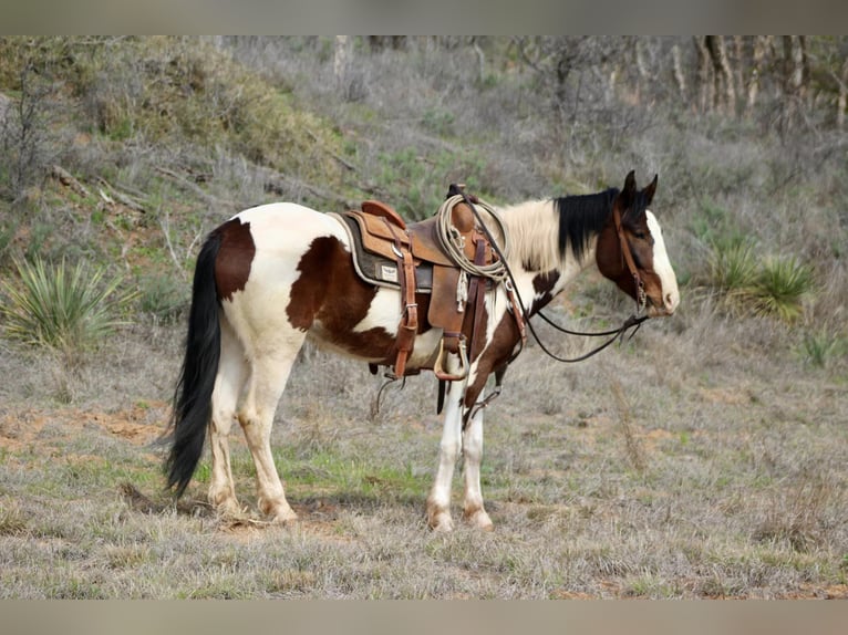 American Quarter Horse Wałach 6 lat 155 cm Tobiano wszelkich maści in Vernon TX