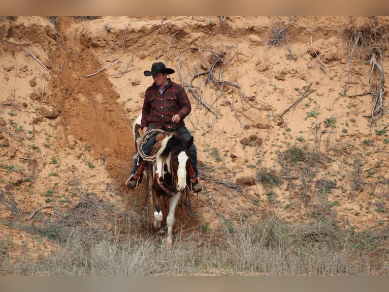 American Quarter Horse Wałach 6 lat 155 cm Tobiano wszelkich maści in Vernon TX