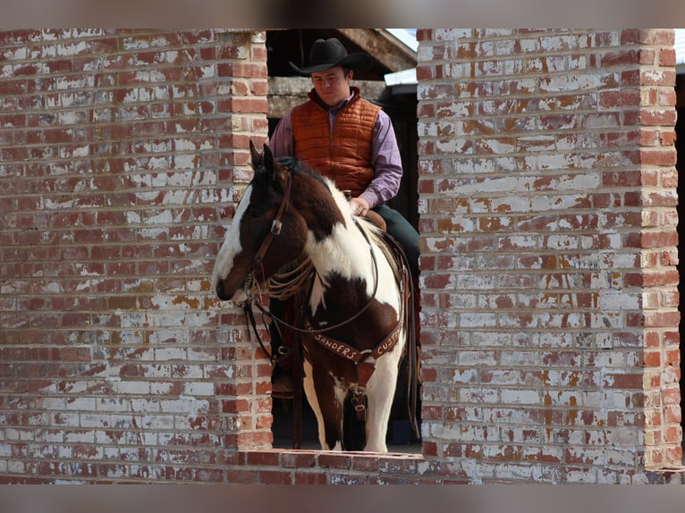 American Quarter Horse Wałach 6 lat 155 cm Tobiano wszelkich maści in Vernon TX