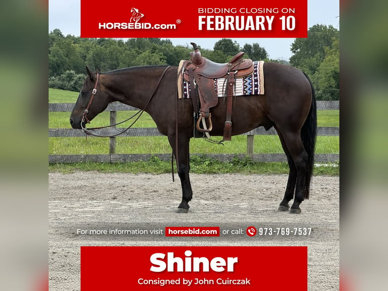 American Quarter Horse Wałach 6 lat 157 cm Ciemnogniada in Denville, NJ