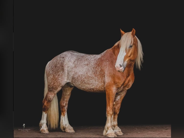 American Quarter Horse Wałach 6 lat 157 cm Cisawa in Dallas PA