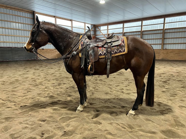American Quarter Horse Wałach 6 lat 157 cm Gniada in Everett PA