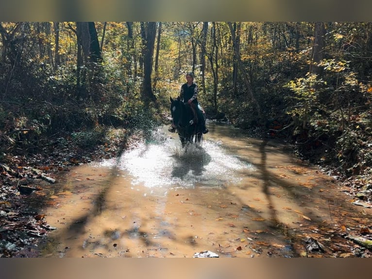 American Quarter Horse Wałach 6 lat 157 cm Kara in Woodstock IL