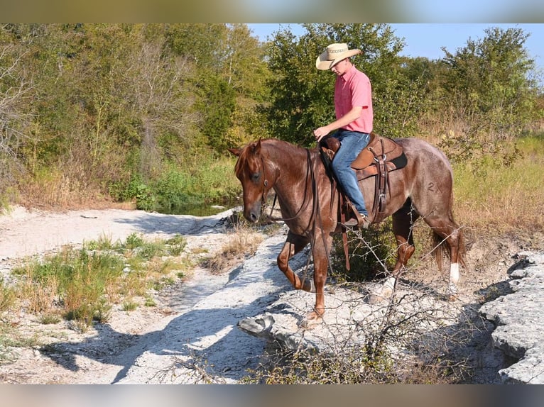 American Quarter Horse Wałach 6 lat 157 cm Kasztanowatodereszowata in Waco, TX