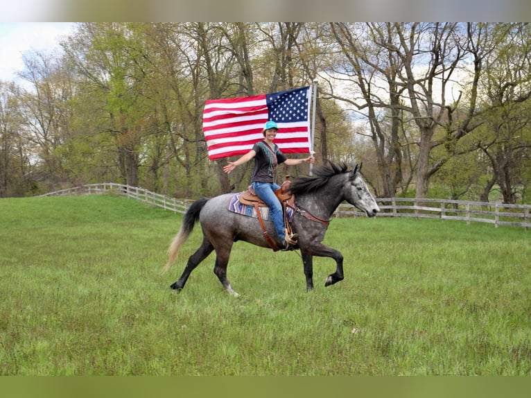 American Quarter Horse Wałach 6 lat 157 cm Siwa in Highland MI