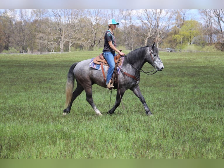 American Quarter Horse Wałach 6 lat 157 cm Siwa in Highland MI