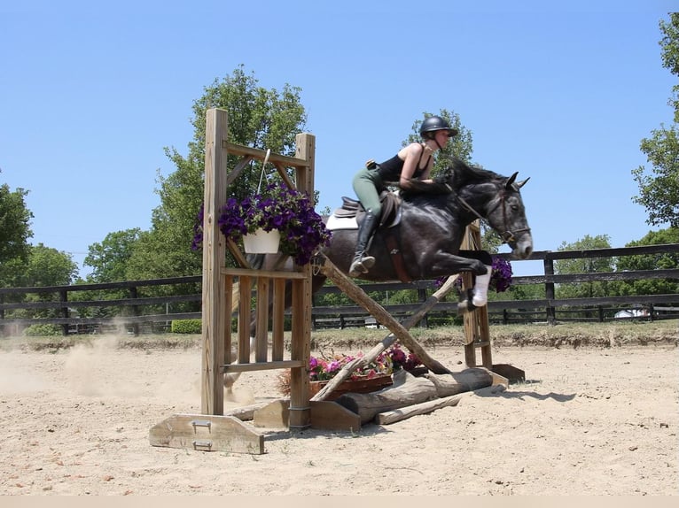 American Quarter Horse Wałach 6 lat 157 cm Siwa in Highland MI