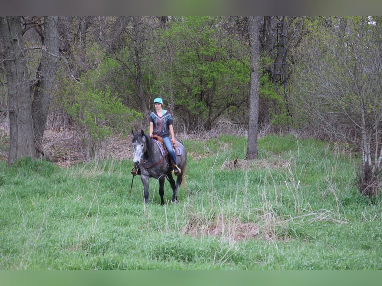 American Quarter Horse Wałach 6 lat 157 cm Siwa in Highland MI