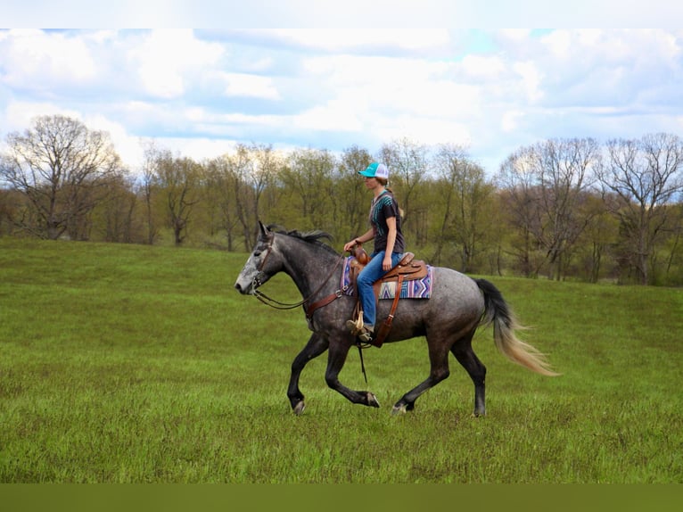 American Quarter Horse Wałach 6 lat 157 cm Siwa in Highland MI