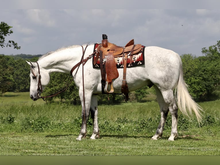 American Quarter Horse Wałach 6 lat 157 cm Siwa in Mount Vernon, MO