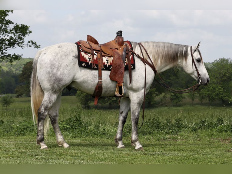 American Quarter Horse Wałach 6 lat 157 cm Siwa in Mount Vernon, MO