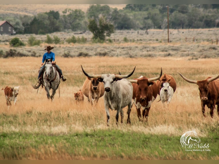 American Quarter Horse Wałach 6 lat 157 cm Siwa in Cody