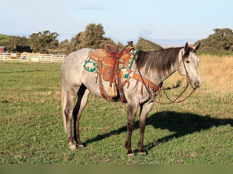 American Quarter Horse Wałach 6 lat 157 cm Siwa in Waterford, CA