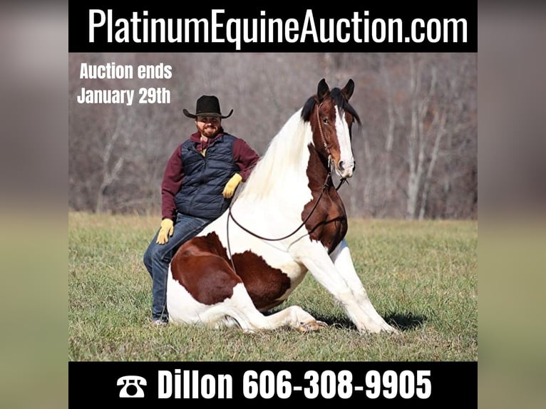 American Quarter Horse Wałach 6 lat 157 cm Tobiano wszelkich maści in Brodhead KY