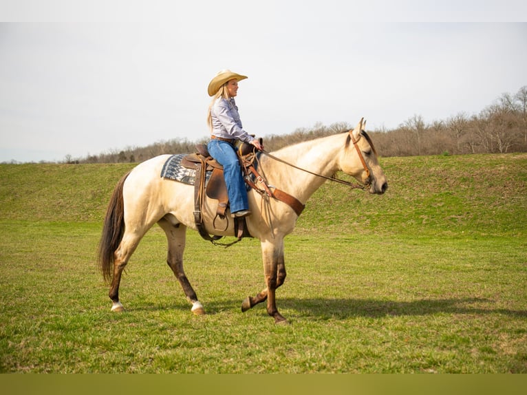 American Quarter Horse Wałach 6 lat 160 cm Bułana in Middletown OH