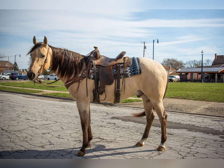 American Quarter Horse Wałach 6 lat 160 cm Bułana in Middletown OH