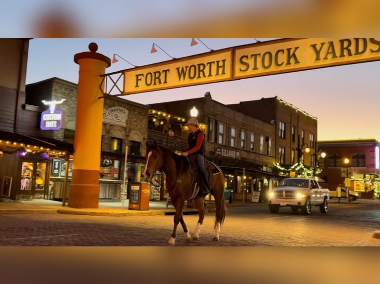 American Quarter Horse Wałach 6 lat 160 cm Gniada in Weatherford TX